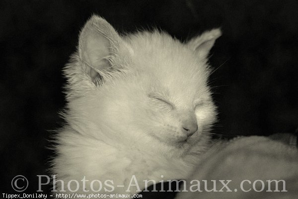 Photo d'Angora turc