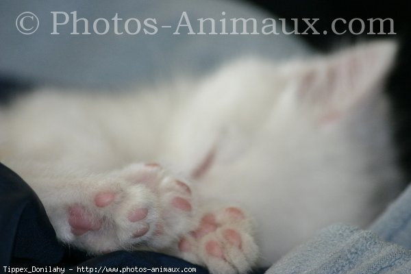 Photo d'Angora turc