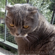 Photo de Scottish fold