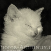 Photo d'Angora turc