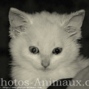 Photo d'Angora turc