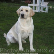 Photo de Labrador retriever