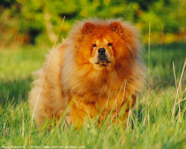 Photo de Chow chow