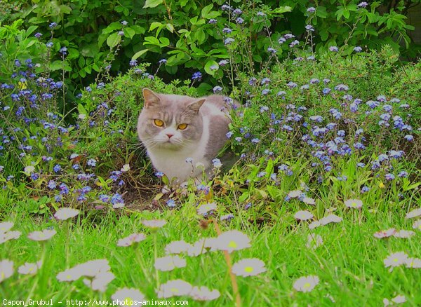 Photo de British shorthair