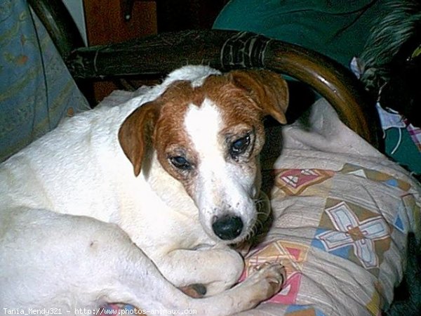 Photo de Jack russell terrier