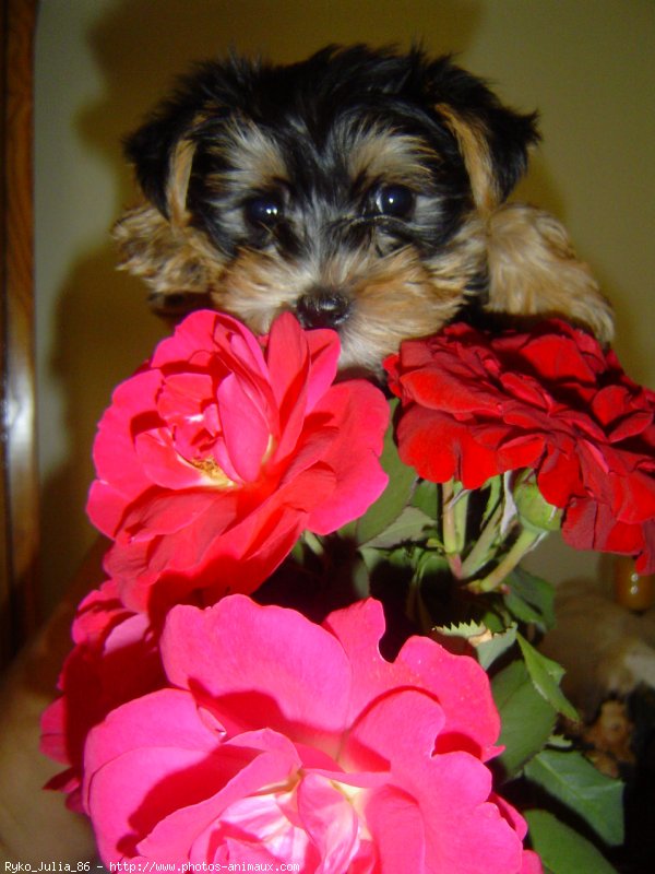 Photo de Yorkshire terrier