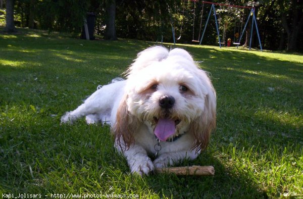 Photo de Lhassa apso