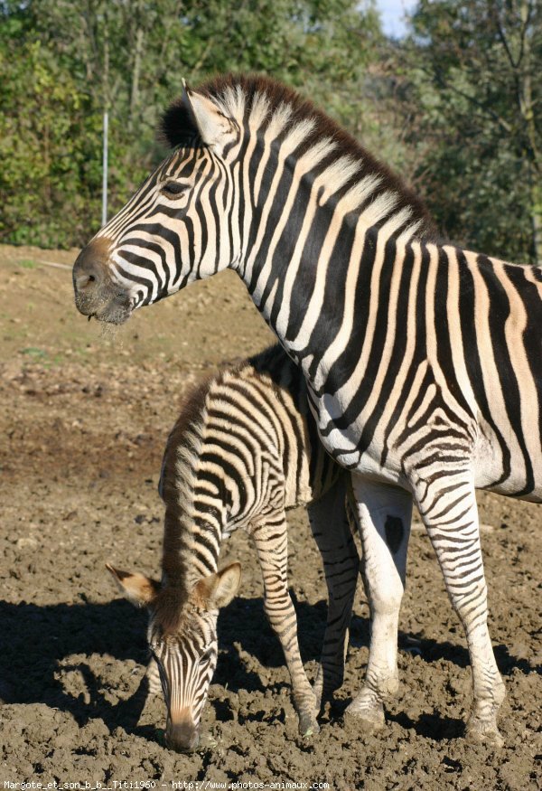 Photo de Zebre