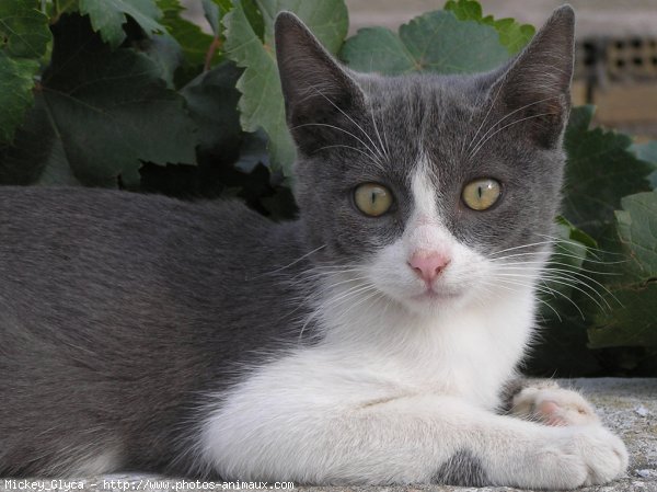 Photo de Chat domestique