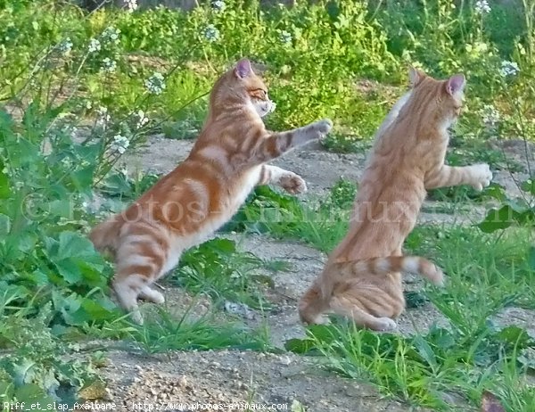 Photo de Chat domestique