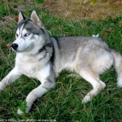 Photo de Husky siberien