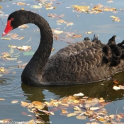 Photo de Cygne