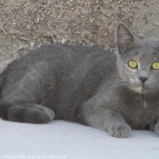 Photo de Chat domestique