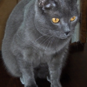 Photo de Chartreux