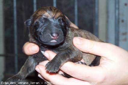 Photo de Berger belge malinois