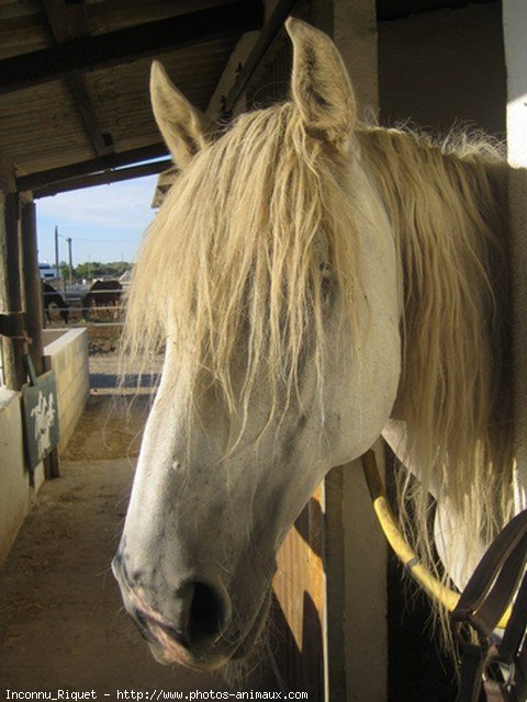 Photo de Camargue