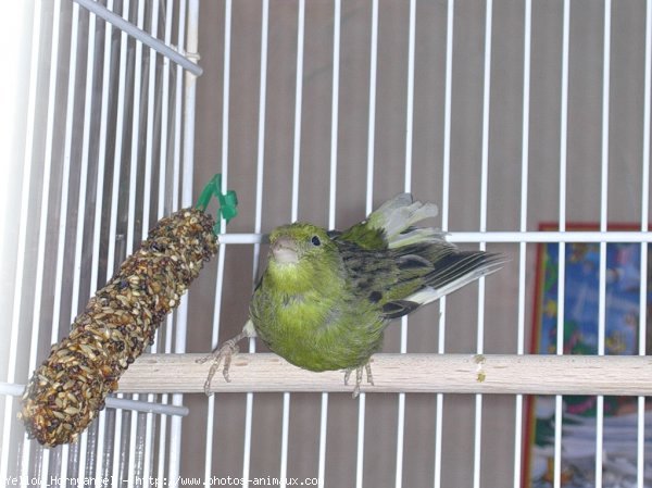 Photo de Canari