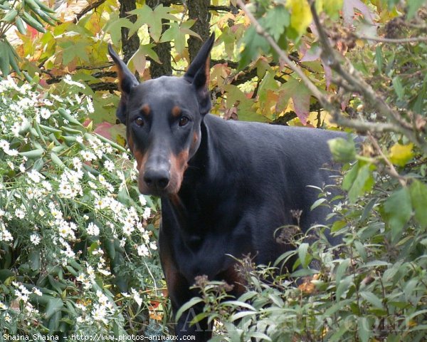 Photo de Dobermann