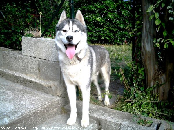 Photo de Husky siberien