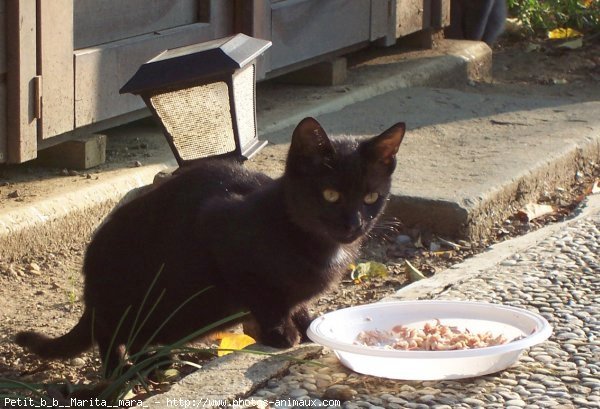 Photo de Chat domestique