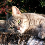 Photo de Chat domestique