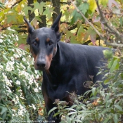 Photo de Dobermann