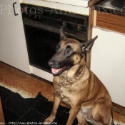 Photo de Berger belge malinois