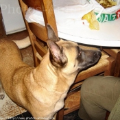 Photo de Berger belge malinois