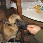 Photo de Berger belge malinois