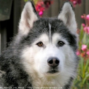 Photo de Husky siberien