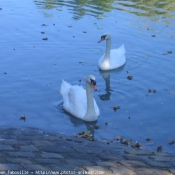 Photo de Races diffrentes