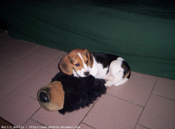 Photo de Beagle