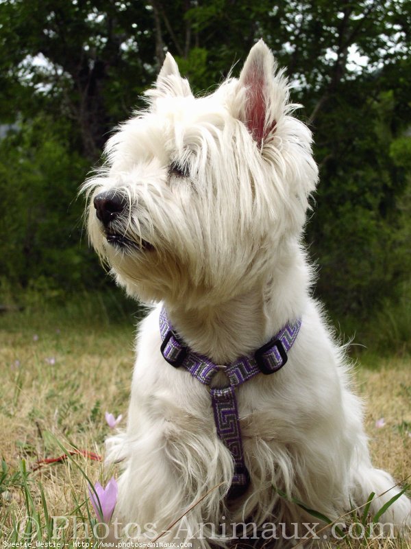 Photo de West highland white terrier