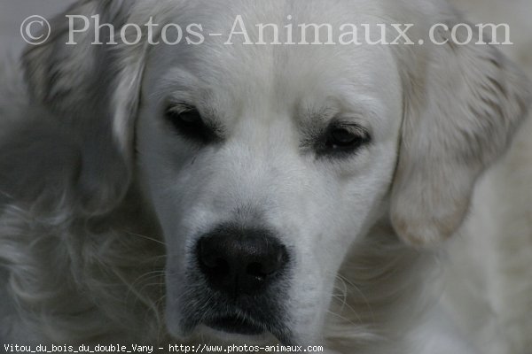 Photo de Golden retriever