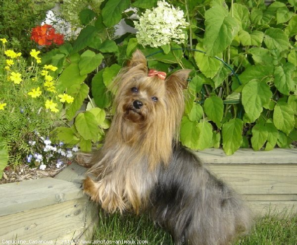 Photo de Yorkshire terrier