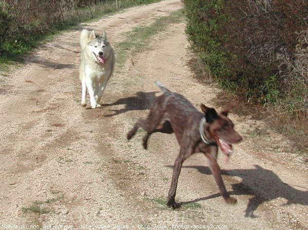 Photo de Braque allemand  poil court