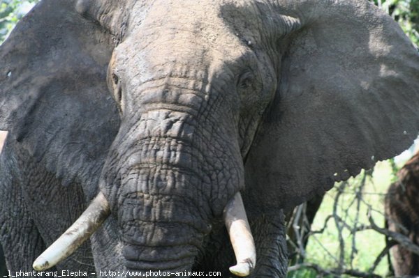 Photo d'Elphant d'afrique