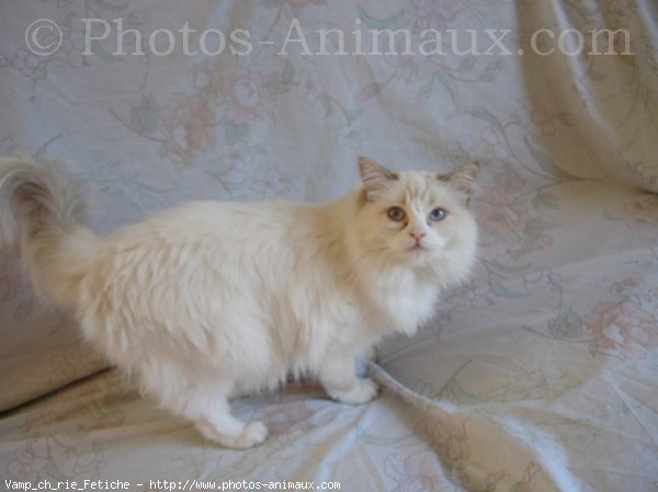 Photo de Ragdoll