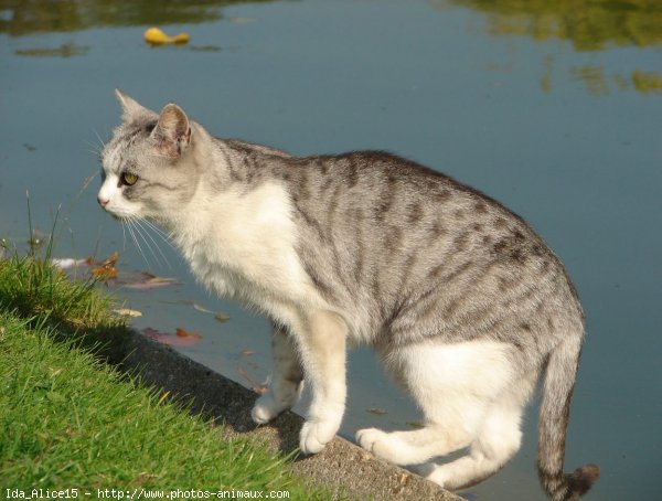 Photo de Chat domestique