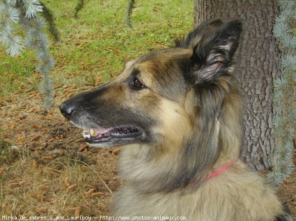 Photo de Berger belge tervueren