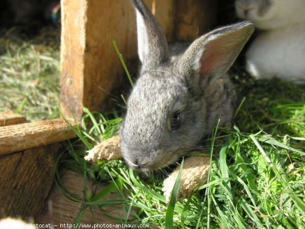 Photo de Lapin