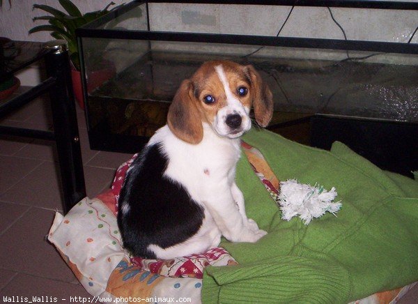 Photo de Beagle