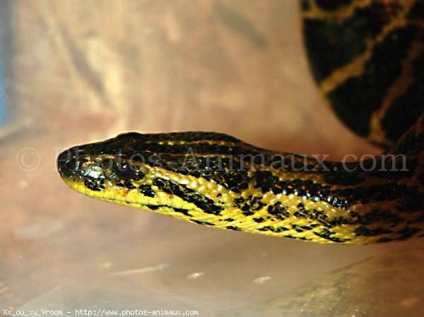 Photo de Serpent