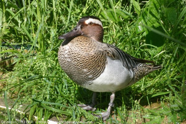 Photo de Canard