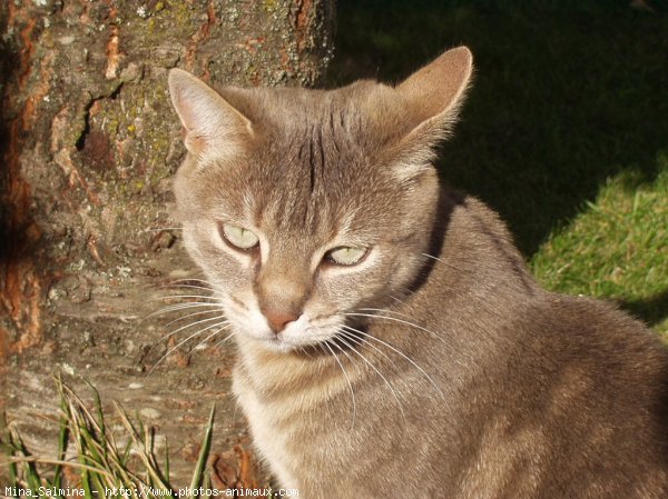 Photo de Chat domestique