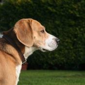 Photo de Beagle