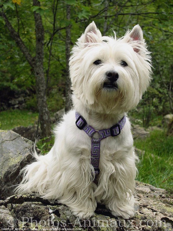 Photo de West highland white terrier