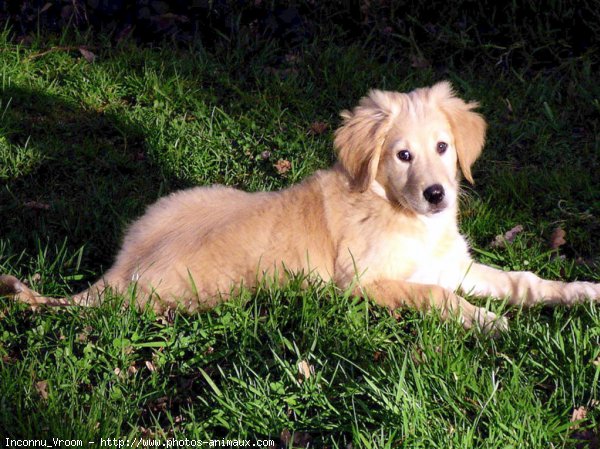 Photo de Golden retriever