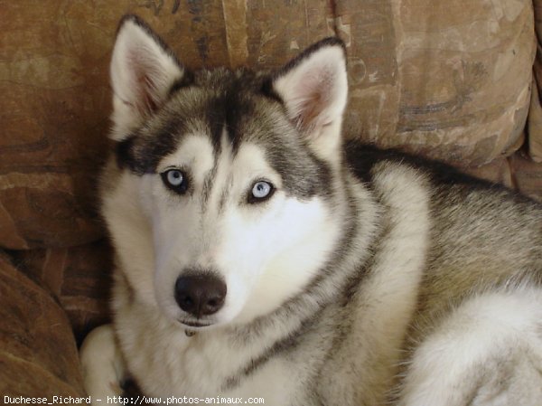 Photo de Husky siberien