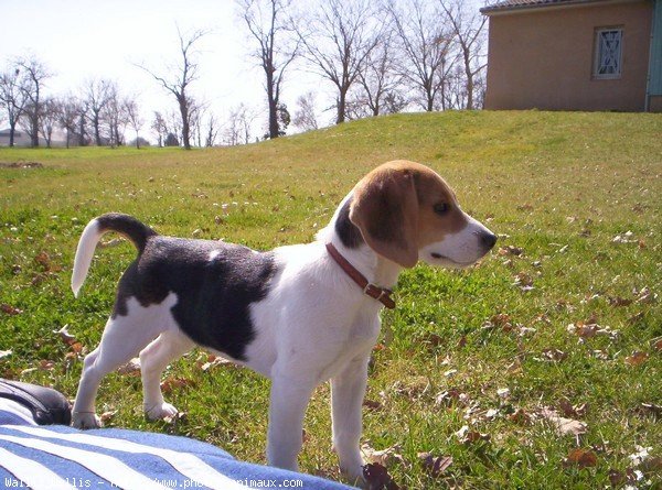 Photo de Beagle